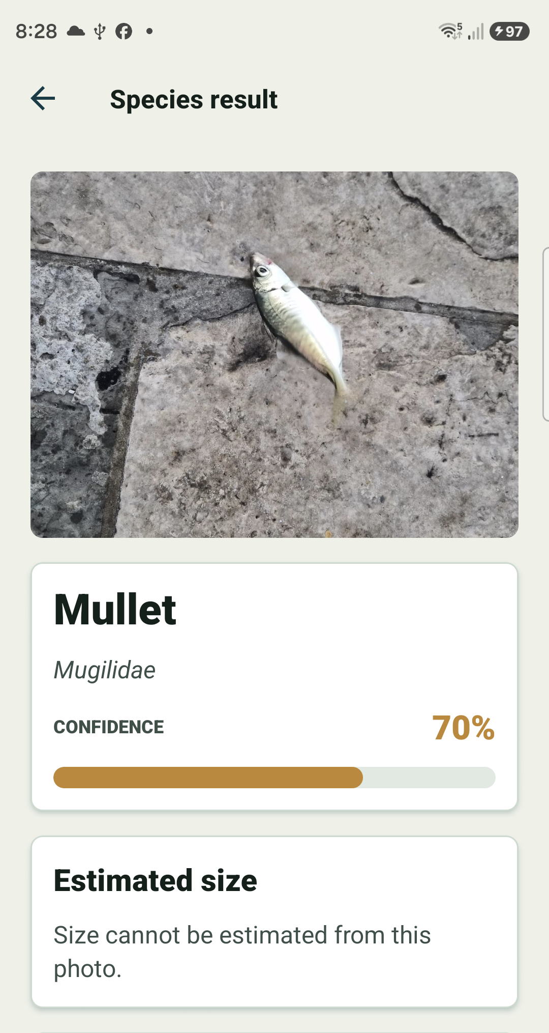 Fish Agent AI fish identification preview